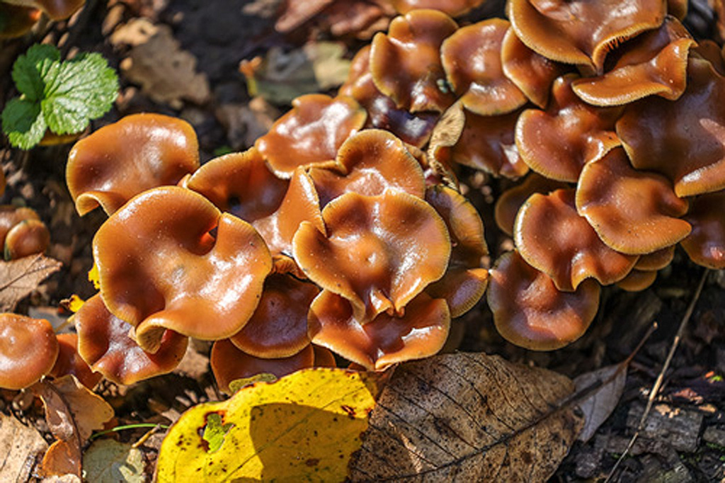 Blauwerdendes Kahnhäubchen (Psilocybe cyanescens)