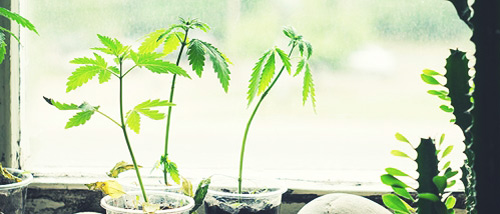 5 Tipps für den Wachstum Ihrer Cannabispflanze