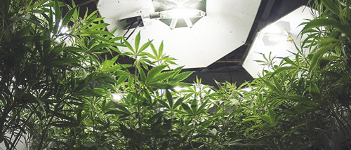 Cannabispflanze unter der Wachstumslampe – Wie stark sollte die Lampe sein?