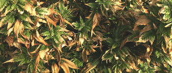 Blattprobleme bei Cannabispflanzen Teil 2: Mängel Erkennen