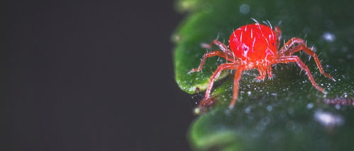 Spinnmilben auf Cannabispflanzen bekämpfen