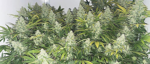 Zuchtbericht: Wedding Cake Weed Indoor