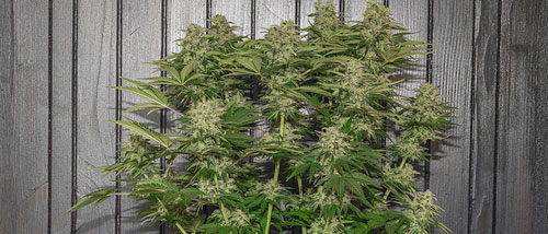 Alles zu autoflower Cannabis Samen