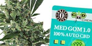 Was ist die Wirkung von THC und CBD?