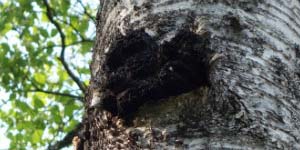 Chaga-Pilze: Diamanten des Waldes