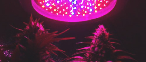 LED-Anbaulampe für den Weedanbau: Vor- und Nachteile