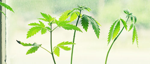 Junge Cannabispflanze Erstreckt: Zucht ohne Anbaulampe