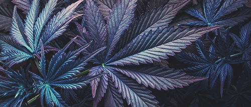 Purple Haze & Blueberry – Lila Weed züchten 101