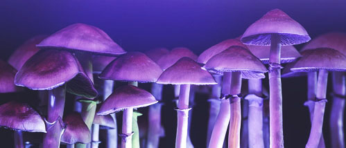 Kann blaues Licht die Ausbeute Ihres Magic Mushroom Grow Kits erhöhen?