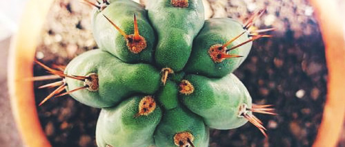 San Pedro Kaktus Pflege: Samen Keimen & Zubereitung
