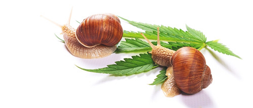 So bekämpfen Sie Schnecken auf Ihrer Cannabispflanze