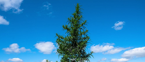 7 Tipps zum Anbau einer Cannabisbaum im Garten