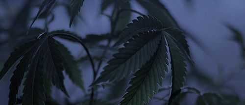 Verdunkeln – Beschleunigen und Fördern Sie die Blüte der Cannabispflanze