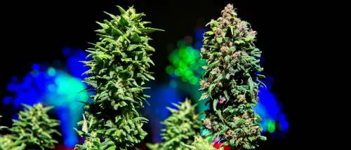 Erläuterung zu Phenotype in Cannabispflanzen