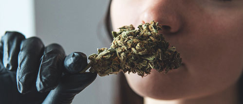 Top 7 Cannabis Sorten mit dem stärksten Weed-Geruch