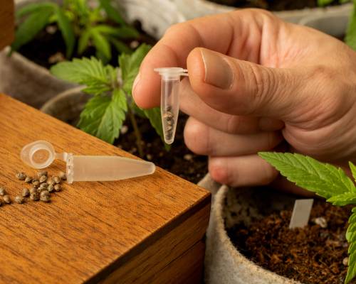 Besten Medizinischen Cannabis Samen