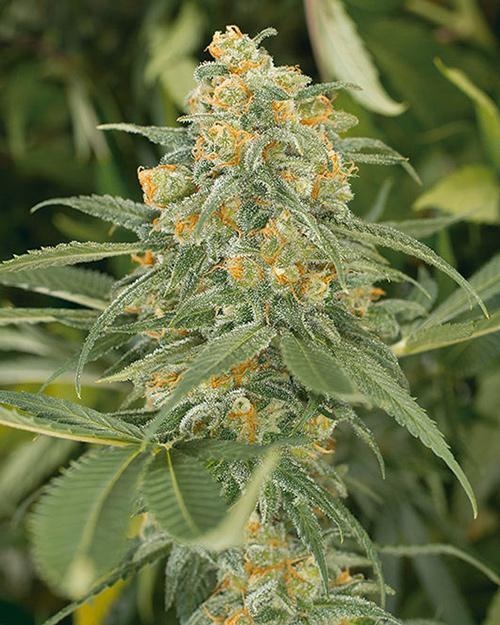 Weed Plant - Green Crack von Humboldt Seeds