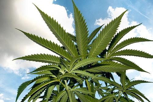 größte Cannabispflanze