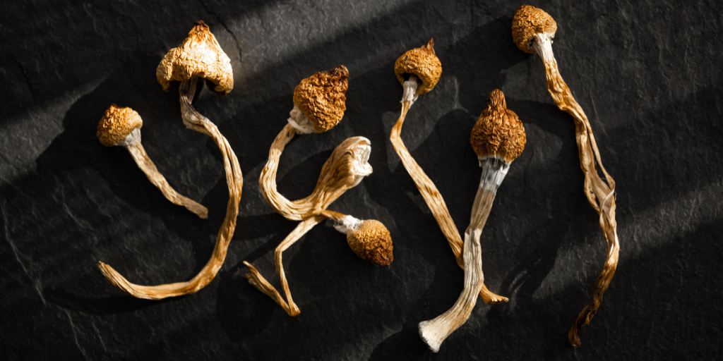 Alles, was du über die Zucht von Magic Mushrooms wissen musst