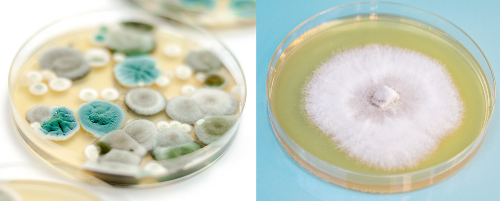 Vergleiche 2 Petrischalen. Links eine kontaminierte Petrischale mit verschiedenen Schimmelfarben. Rechts eine Petrischale mit einer erfolgreichen Pilzkultur.