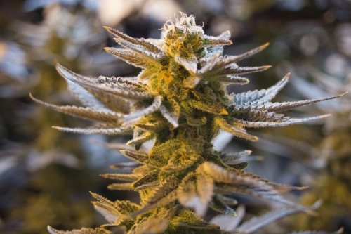 Eine Cannabispflanze Dutch Headshop