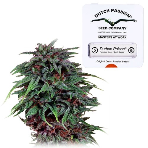 Durban Poison Feminisiert Dutch Passion Dutch Headshop