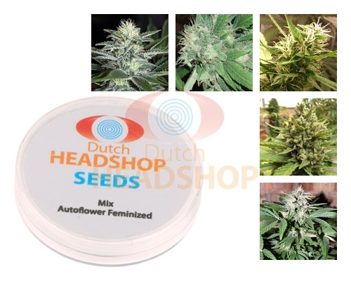 Mix Autoflowers Samen Hausmarke Dutch Headshop