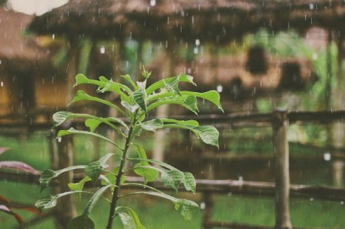 Regenwasser für den Cannabisanbau Dutch Headshop