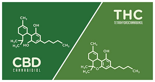 THC vs CBD