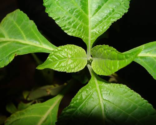 salvia divinorum verwenden