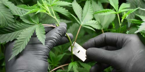 cannabis stecklinge herstellen